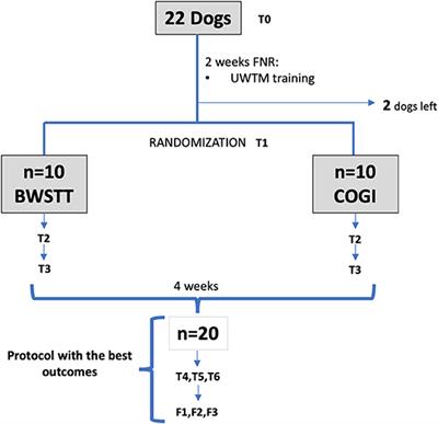 A Comparison Between Body Weight-Supported Treadmill Training and Conventional Over-Ground Training in Dogs With Incomplete Spinal Cord Injury